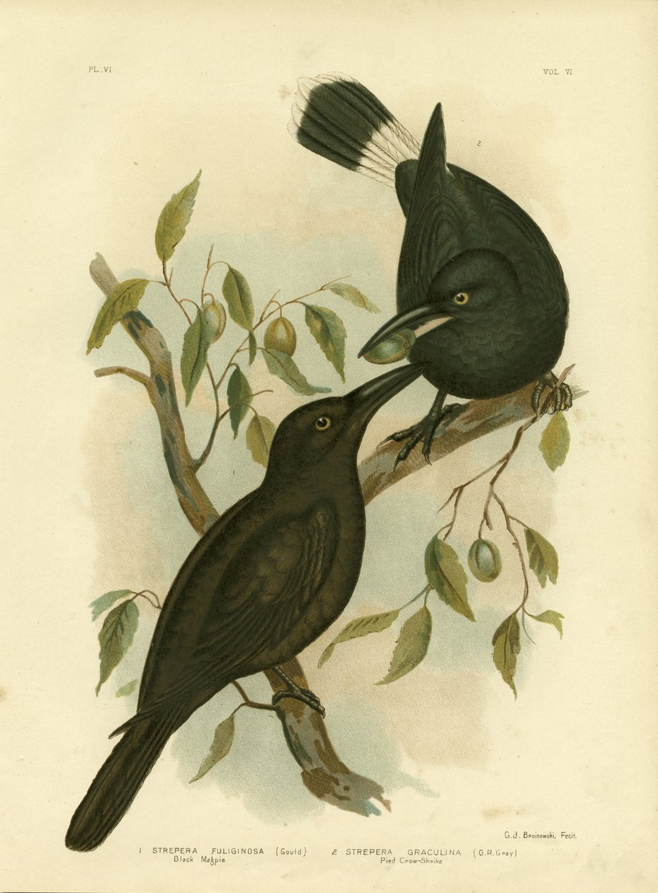 ब्लैक मैगपाई या ब्लैक कर्वॉन्ग, 1891 द्वारा ग्रेसियस ब्रोइनोवस्की