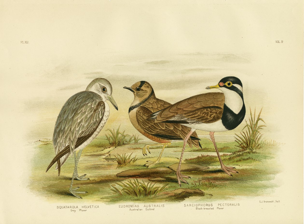 ब्लैक-ब्रेस्टेड प्लोवर, 1891 द्वारा ग्रेसियस ब्रोइनोवस्की