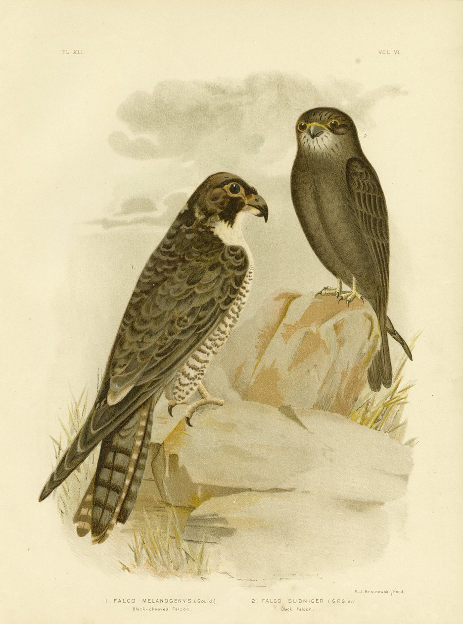 ब्लैक-चीकेड फाल्कन, 1891 द्वारा ग्रेसियस ब्रोइनोवस्की