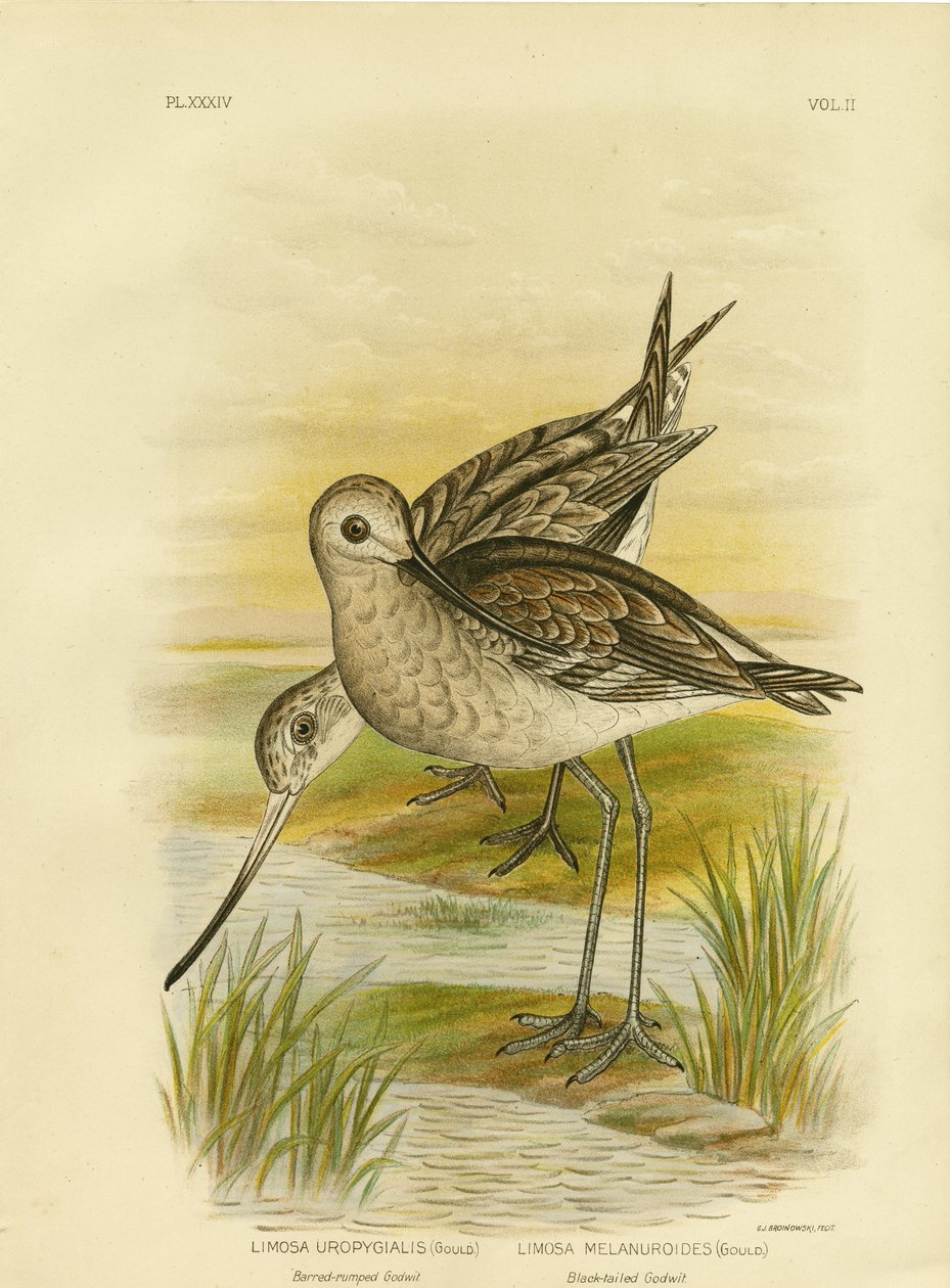 ब्लैक-टेल्ड गॉडविट, 1891 द्वारा ग्रेसियस ब्रोइनोवस्की