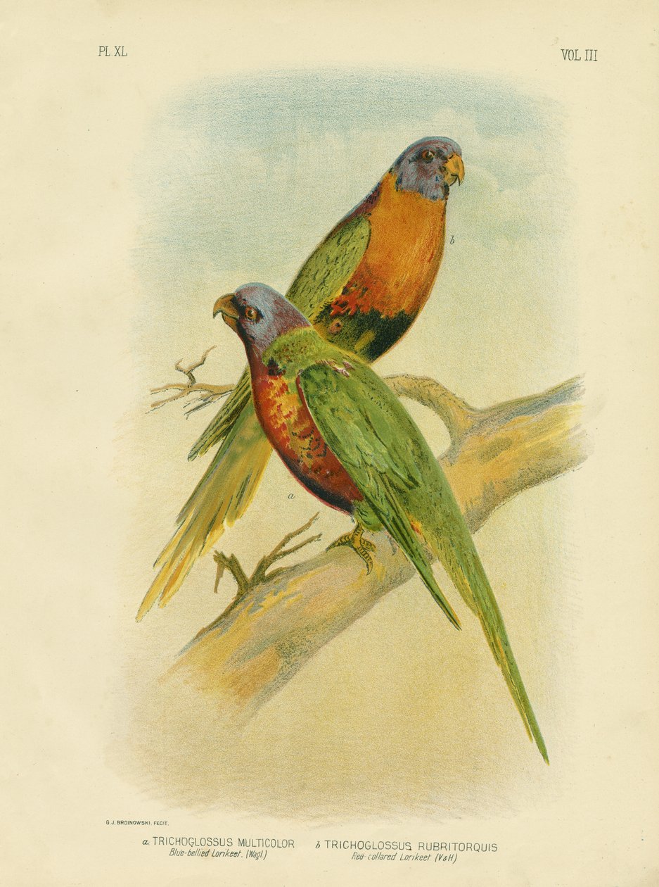ब्लू-बेलेड लॉरिकेट, 1891 द्वारा ग्रेसियस ब्रोइनोवस्की