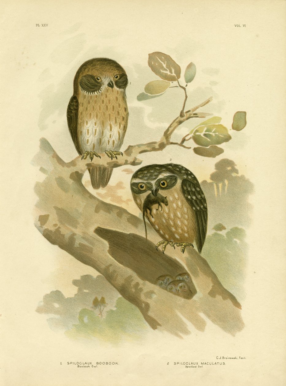 बूबुक उल्लू, 1891 द्वारा ग्रेसियस ब्रोइनोवस्की