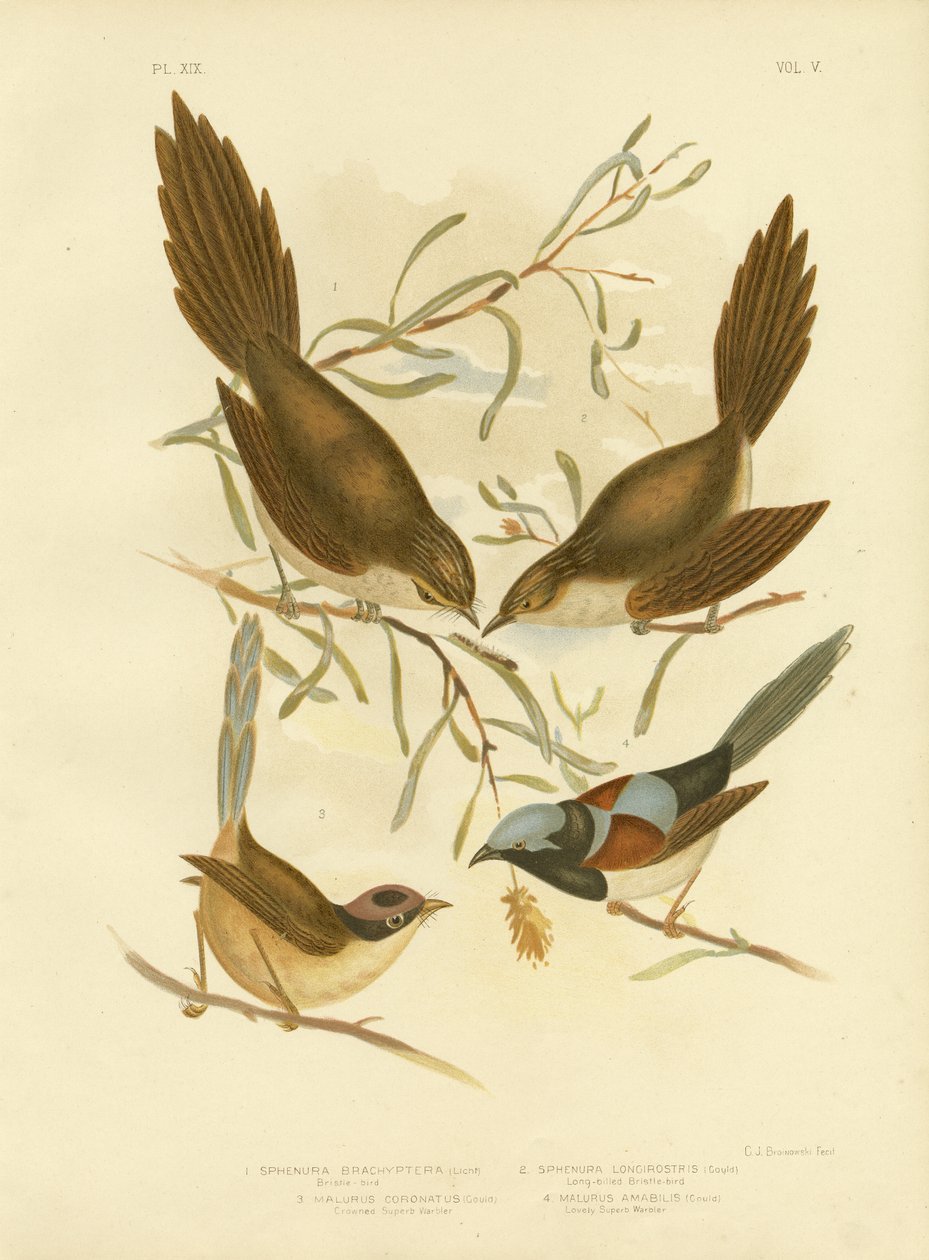 ब्रिसल बर्ड, 1891 द्वारा ग्रेसियस ब्रोइनोवस्की