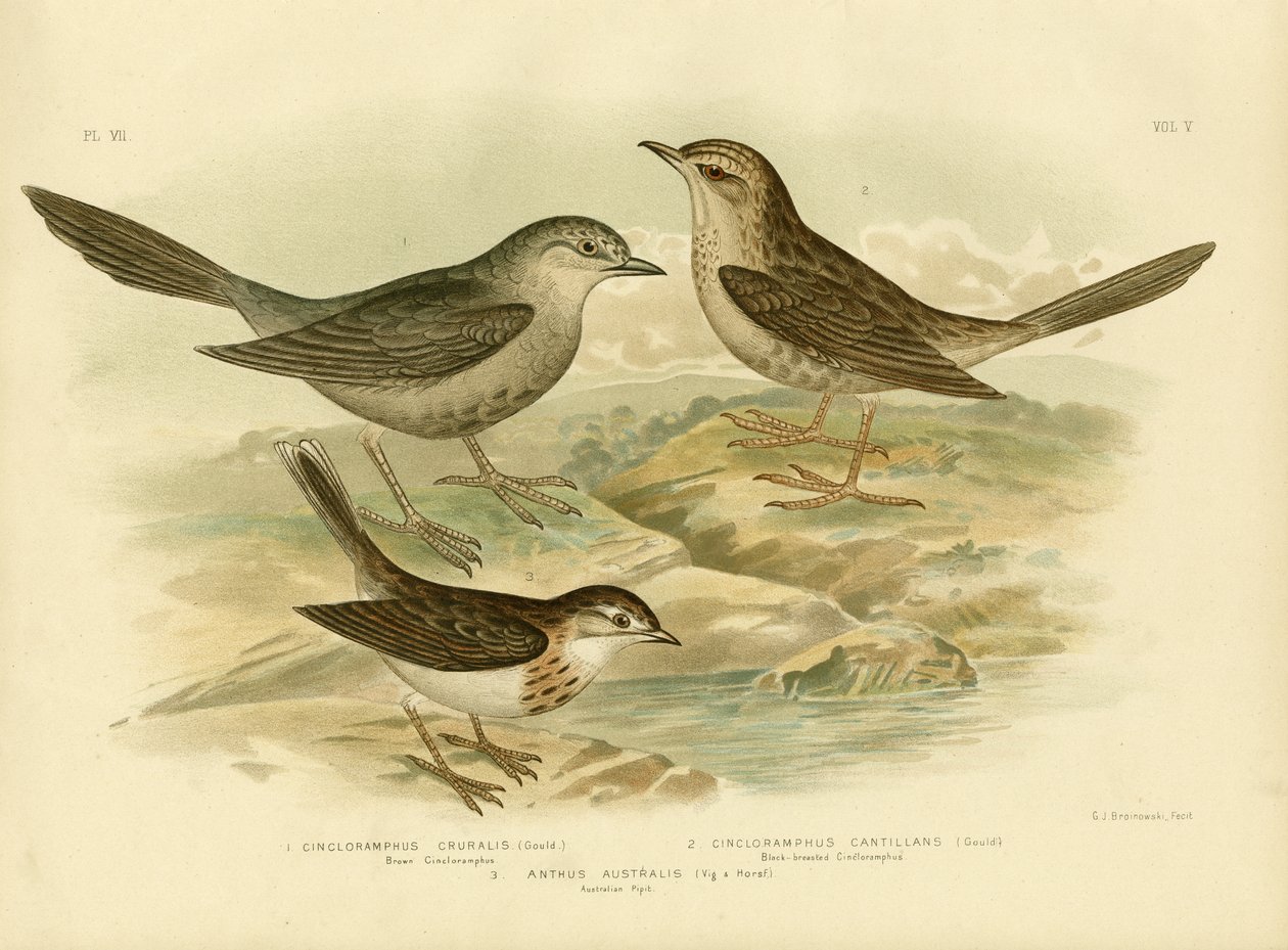 ब्राउन सोंग्लार्क, 1891 द्वारा ग्रेसियस ब्रोइनोवस्की