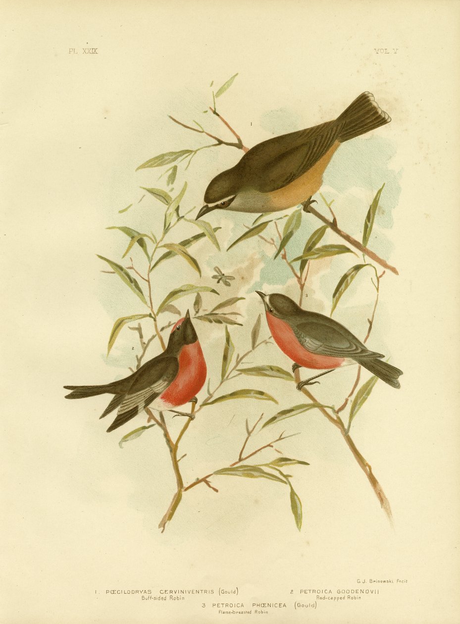 बफ-साइड रॉबिन, 1891 द्वारा ग्रेसियस ब्रोइनोवस्की