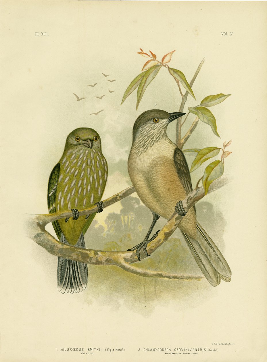 कैटबर्ड, 1891 द्वारा ग्रेसियस ब्रोइनोवस्की