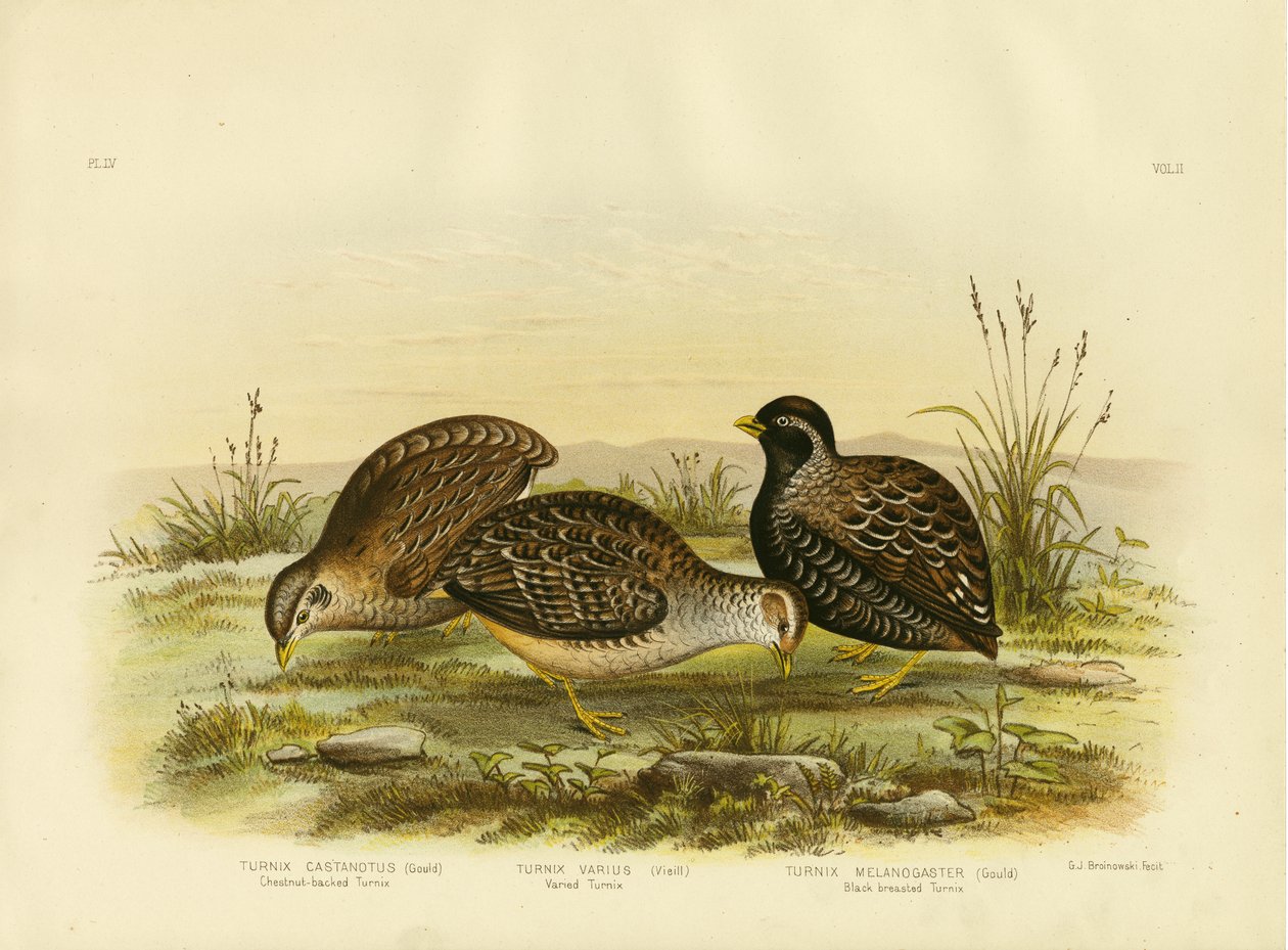 चेस्टनट-बैकड टर्निक्स, 1891 द्वारा ग्रेसियस ब्रोइनोवस्की