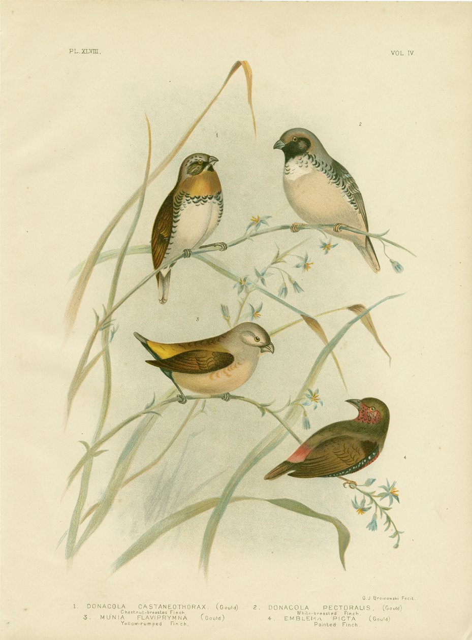 चेस्टनट-ब्रेस्टेड फिंच, 1891 द्वारा ग्रेसियस ब्रोइनोवस्की