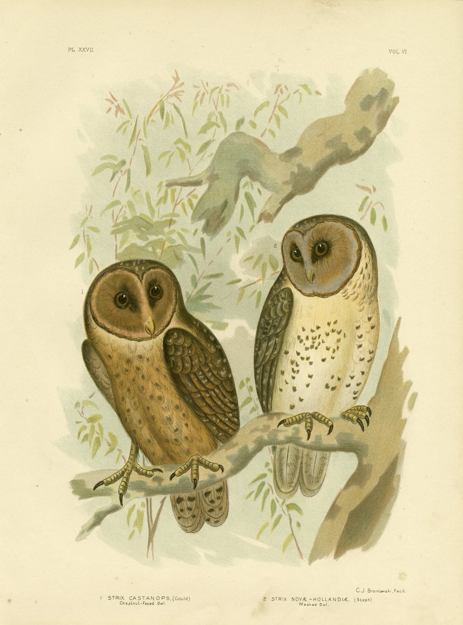 चेस्टनट-फ़ेड उल्लू, 1891 द्वारा ग्रेसियस ब्रोइनोवस्की