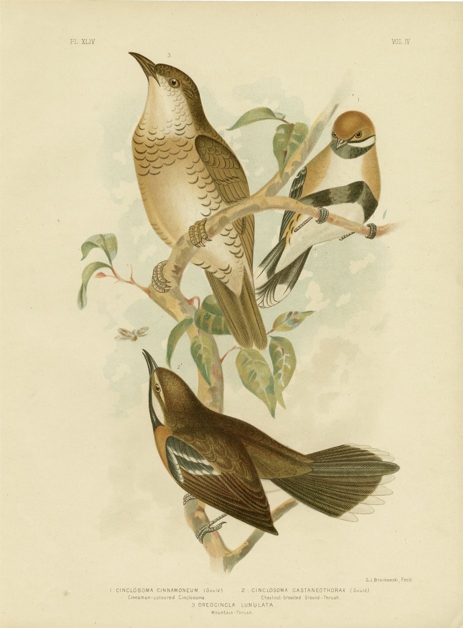 दालचीनी-रंगीन Cinclosoma या Cinnamon Quail Thrush, 1891 द्वारा ग्रेसियस ब्रोइनोवस्की