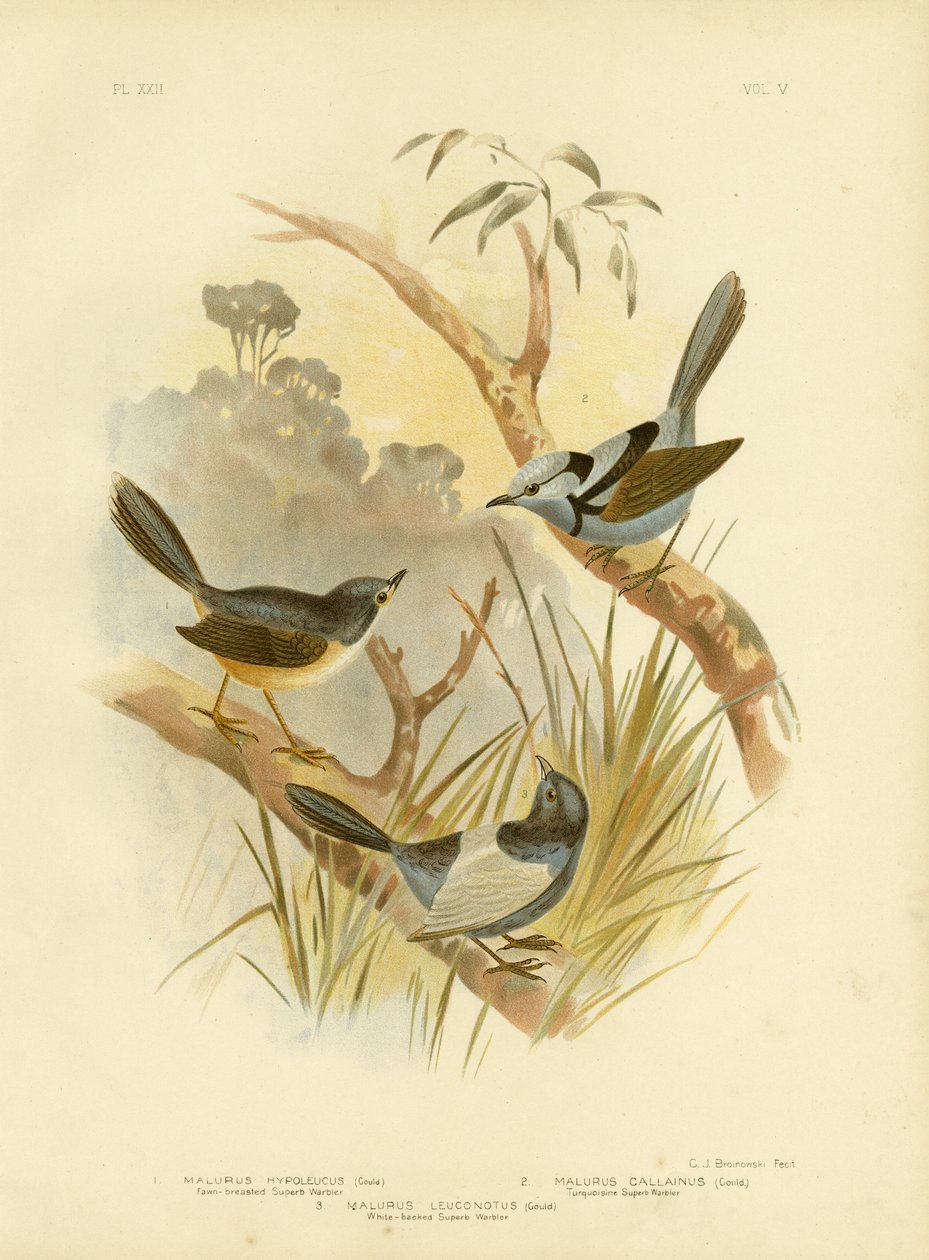 फॉन-ब्रेस्टेड सुपर्ब वार्बलर, 1891 द्वारा ग्रेसियस ब्रोइनोवस्की