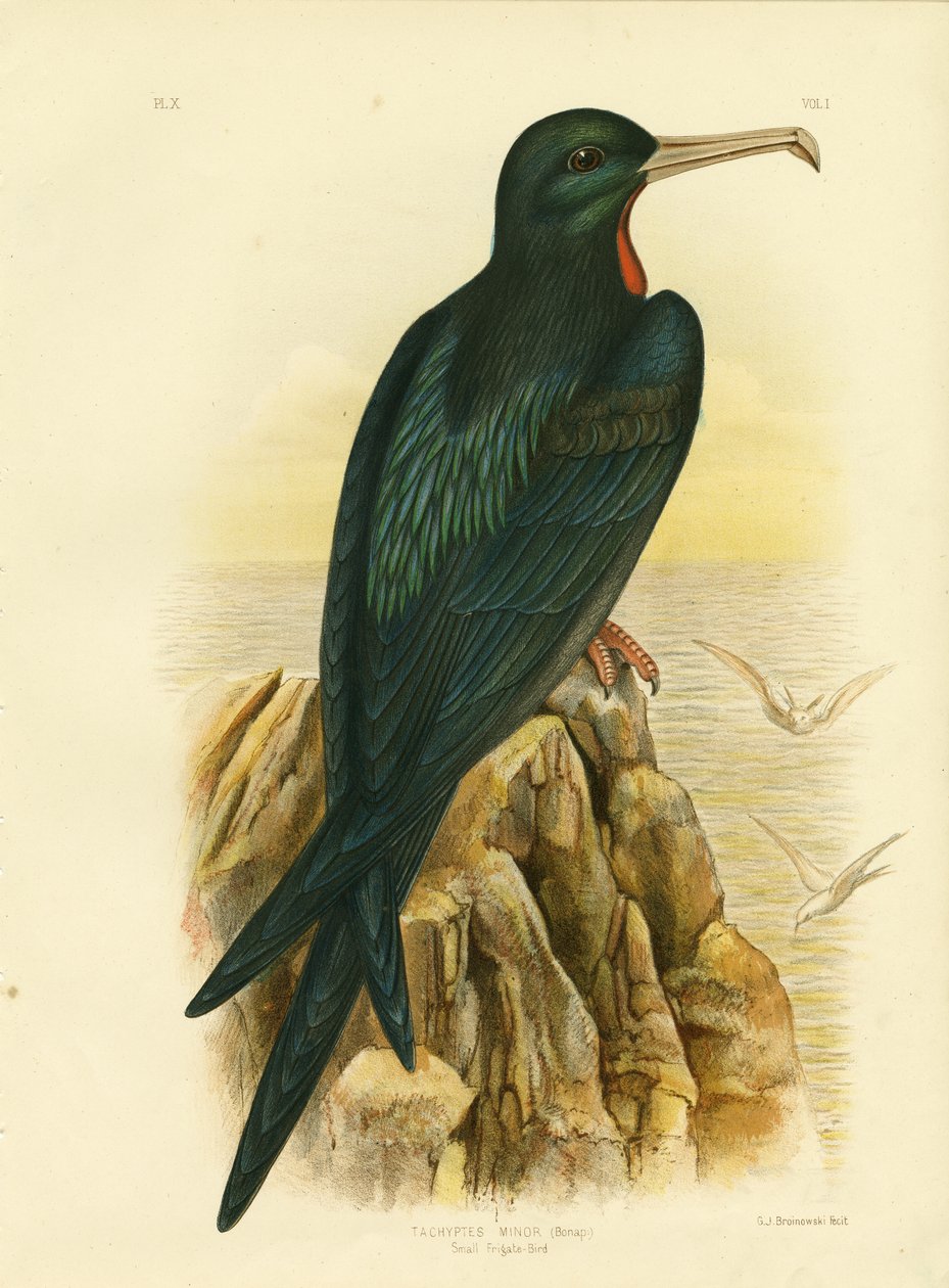 फ्रिगेट बर्ड, 1891 द्वारा ग्रेसियस ब्रोइनोवस्की