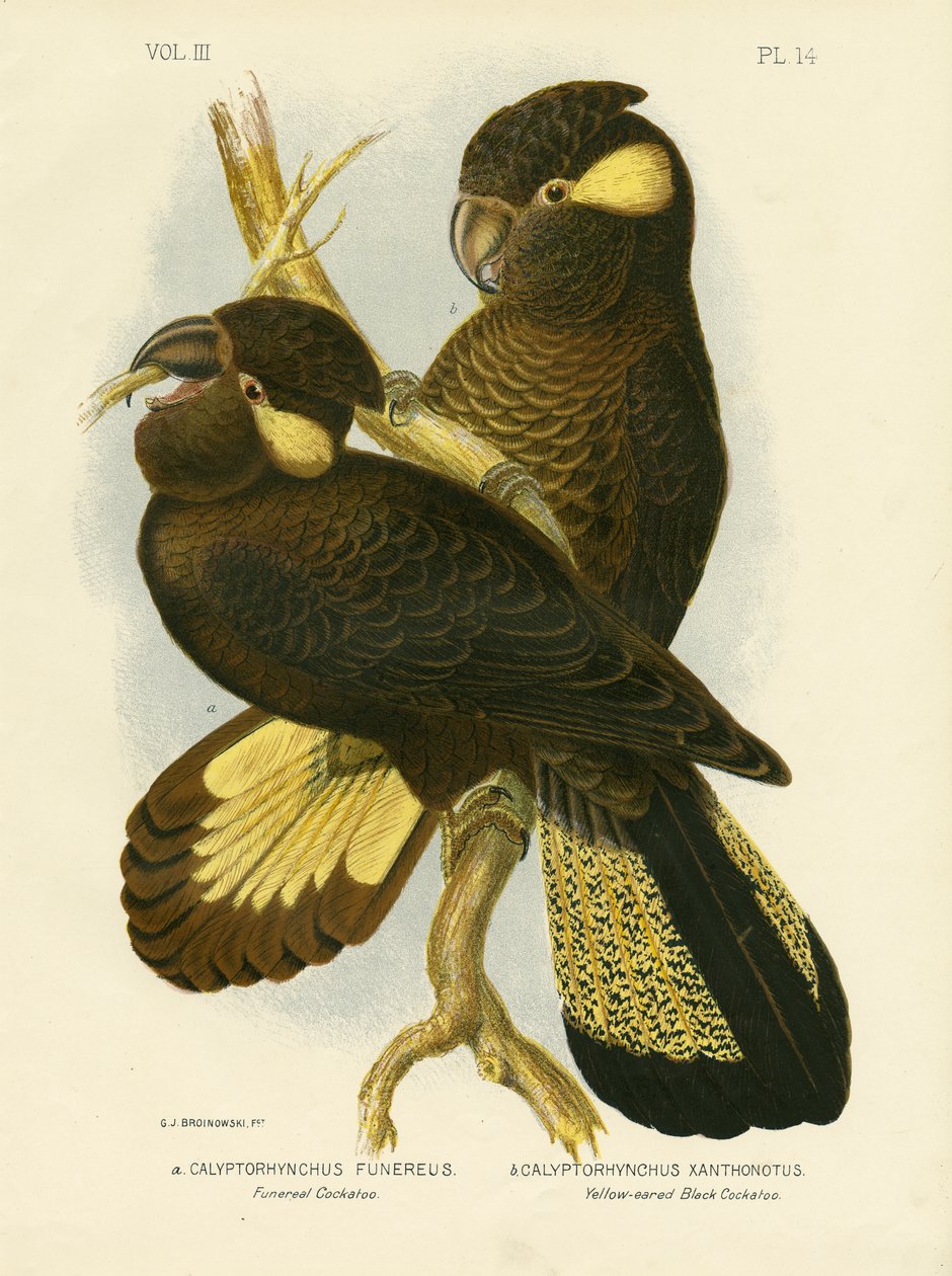 फन्नेरील कॉकटू, 1891 द्वारा ग्रेसियस ब्रोइनोवस्की