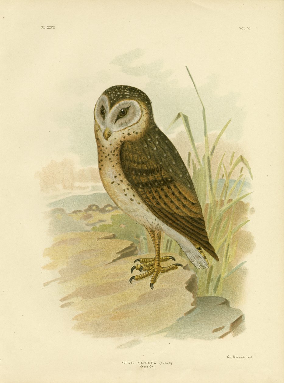 ग्रास उल्लू, 1891 द्वारा ग्रेसियस ब्रोइनोवस्की