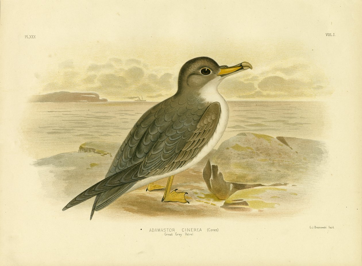 ग्रेट ग्रे पेट्रेल, 1891 द्वारा ग्रेसियस ब्रोइनोवस्की