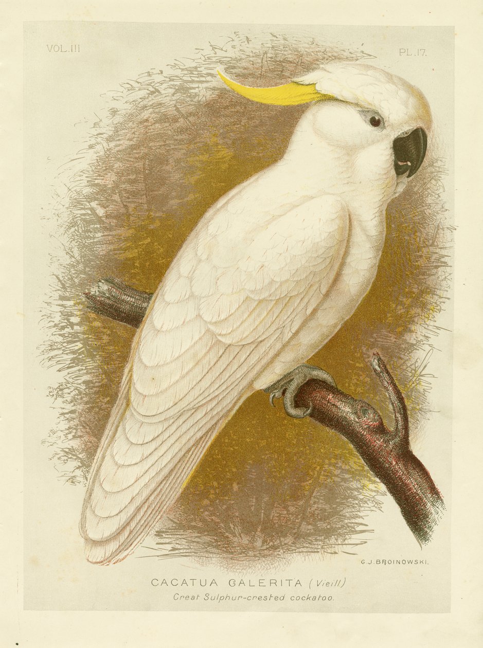 ग्रेट सल्फर-क्रेस्टेड कॉकटू, 1891 द्वारा ग्रेसियस ब्रोइनोवस्की