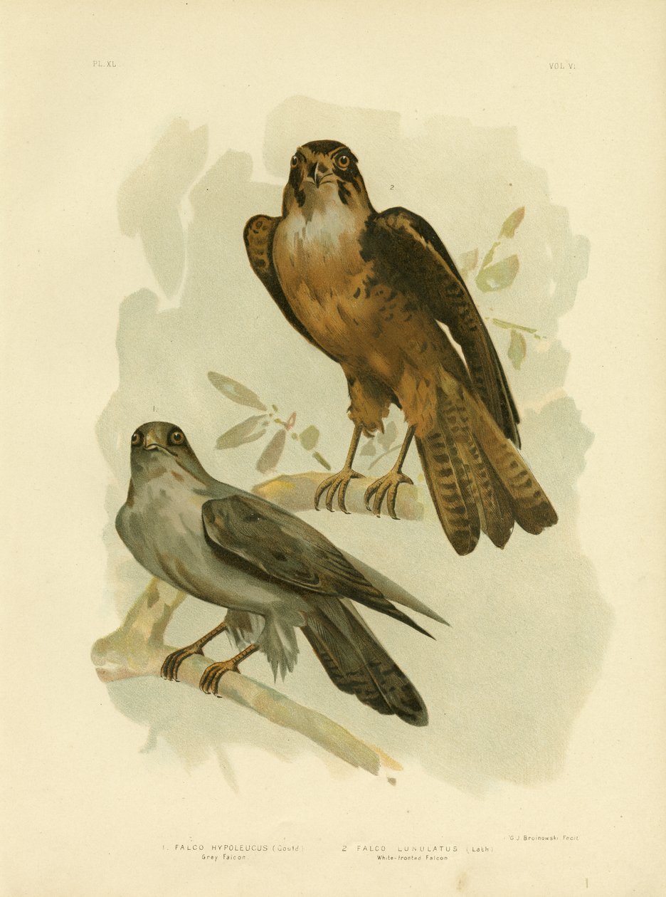 ग्रे फाल्कन, 1891 द्वारा ग्रेसियस ब्रोइनोवस्की