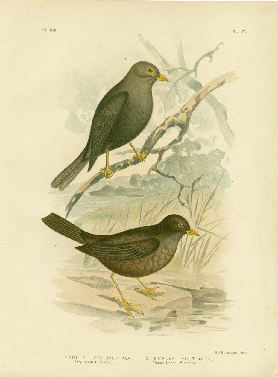 ग्रे-हेडेड ब्लैकबर्ड, 1891 द्वारा ग्रेसियस ब्रोइनोवस्की