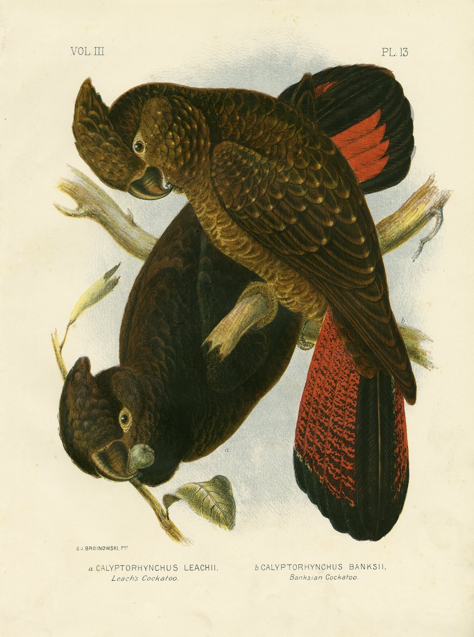 लीच्स कॉकटू, 1891 द्वारा ग्रेसियस ब्रोइनोवस्की