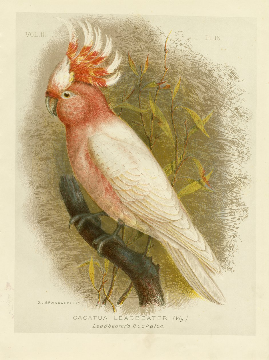 लीडबैटर का कॉकटू, 1891 द्वारा ग्रेसियस ब्रोइनोवस्की