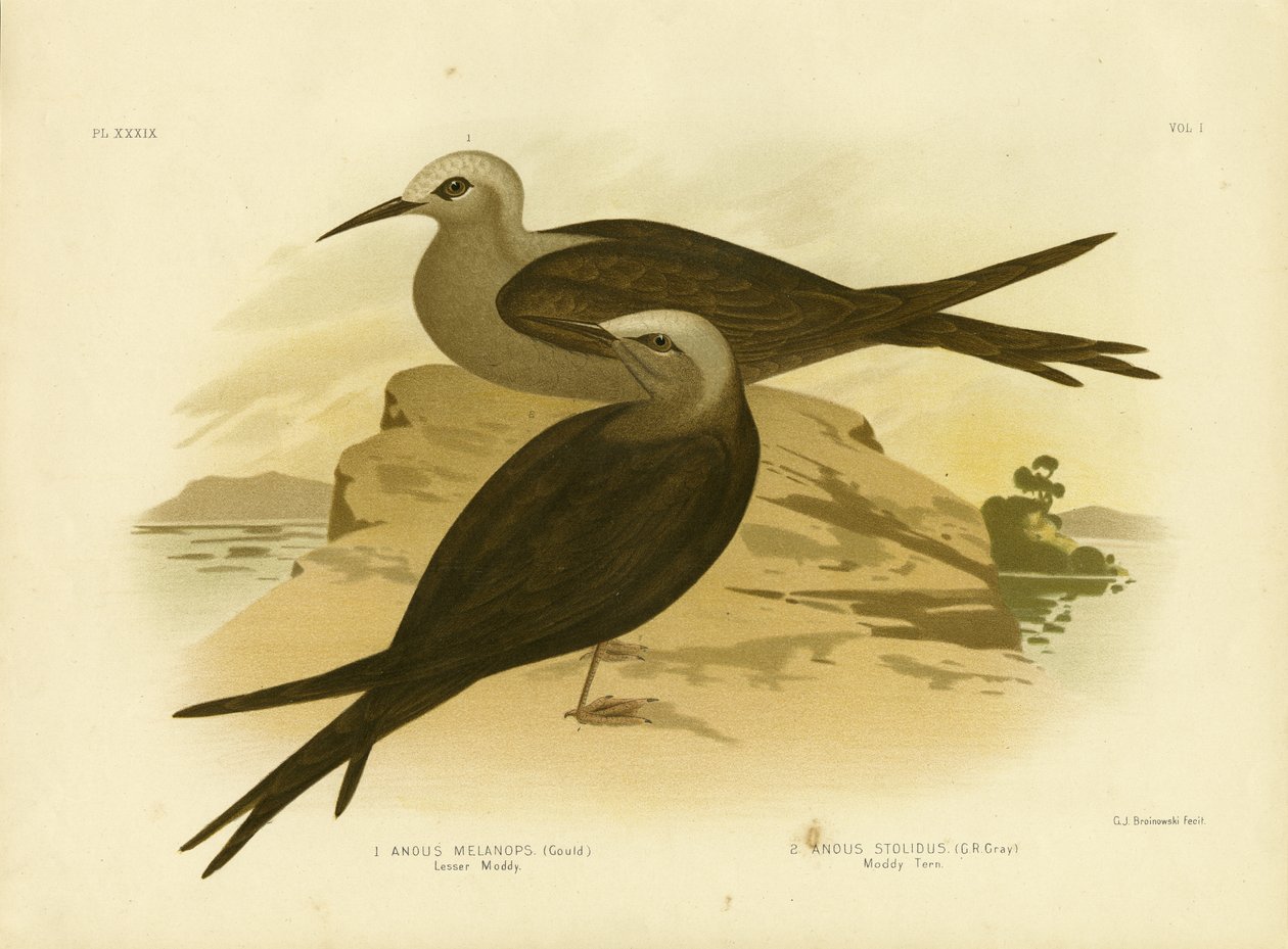 लेसर नोड्डी, 1891 द्वारा ग्रेसियस ब्रोइनोवस्की