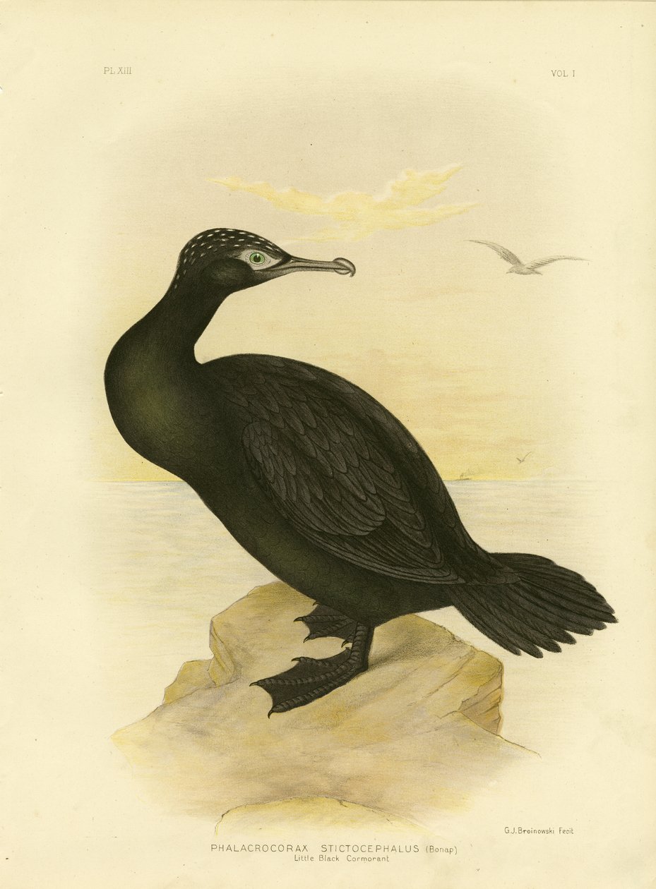 लिटिल ब्लैक कॉर्मोरेंट, 1891 द्वारा ग्रेसियस ब्रोइनोवस्की