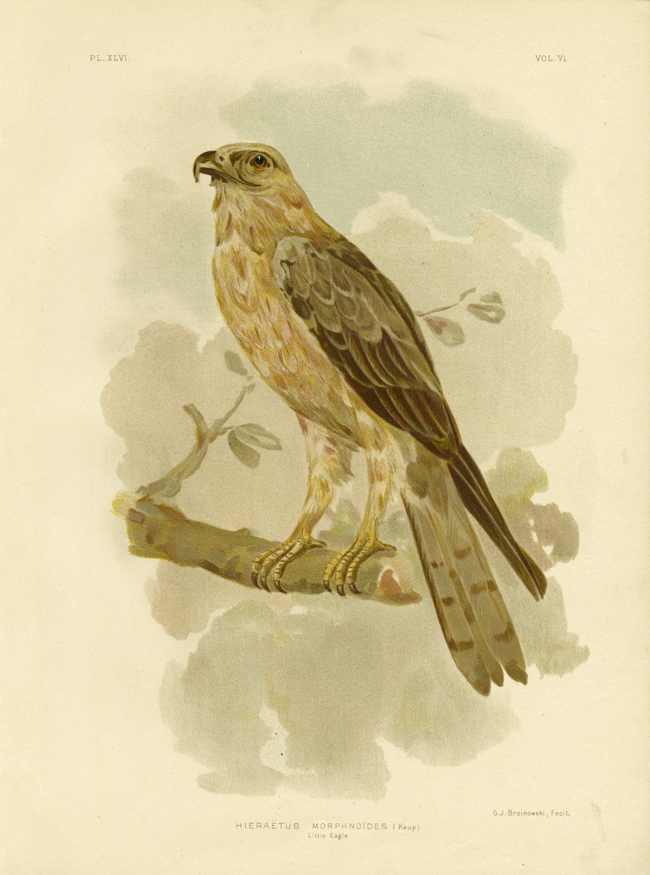 लिटिल ईगल, 1891 द्वारा ग्रेसियस ब्रोइनोवस्की