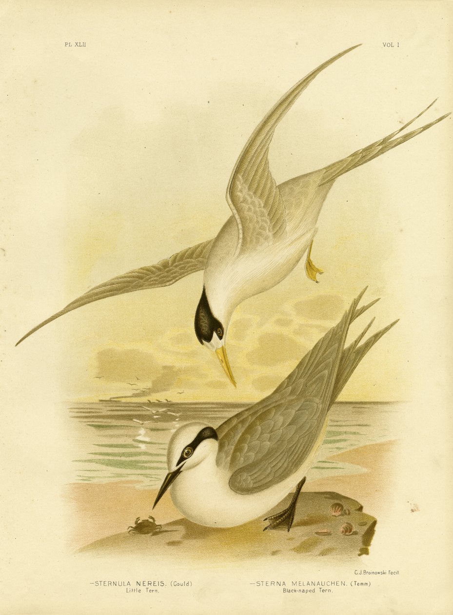 लिटिल टर्न, 1891 द्वारा ग्रेसियस ब्रोइनोवस्की