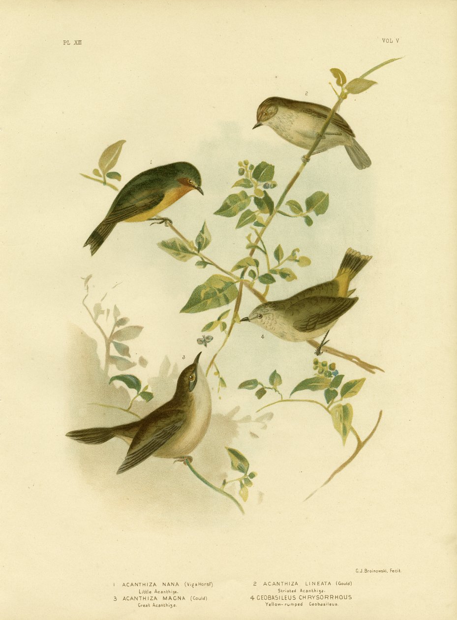 लिटिल थॉर्नबिल या येलो थॉर्नबिल, 1891 द्वारा ग्रेसियस ब्रोइनोवस्की