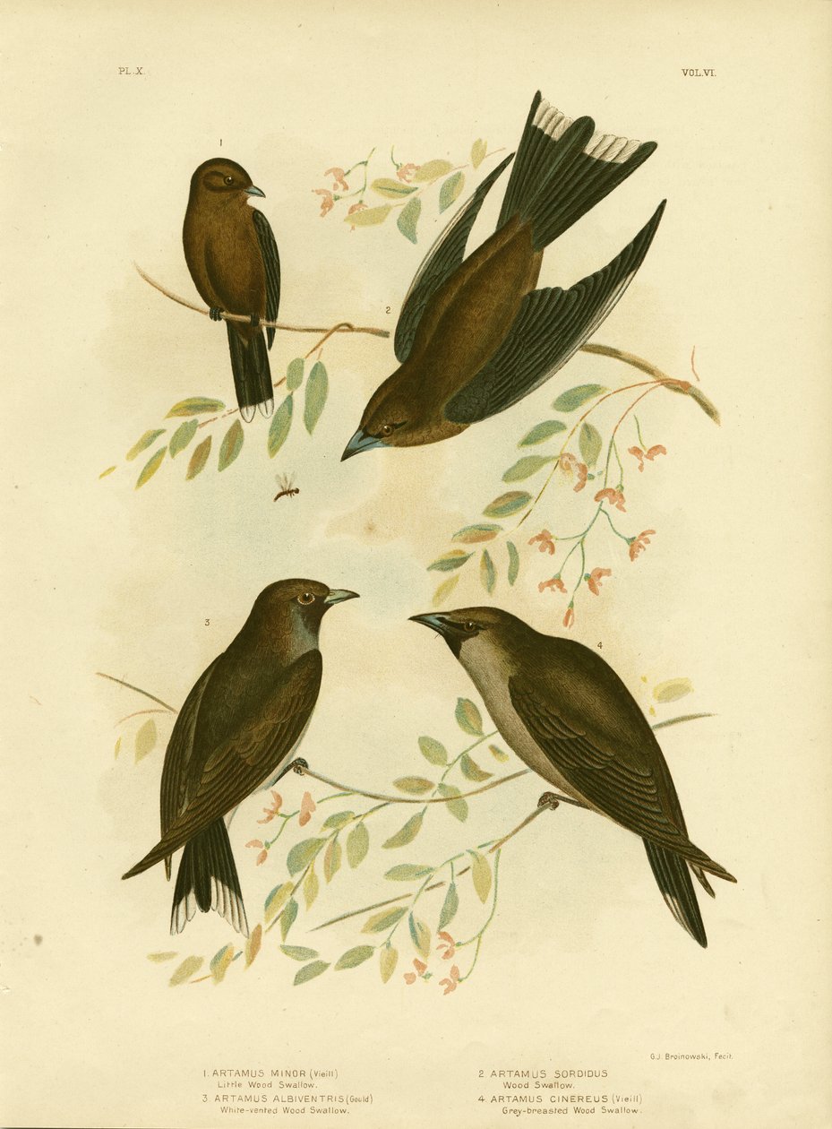 लिटिल वुड स्वालो, 1891 द्वारा ग्रेसियस ब्रोइनोवस्की
