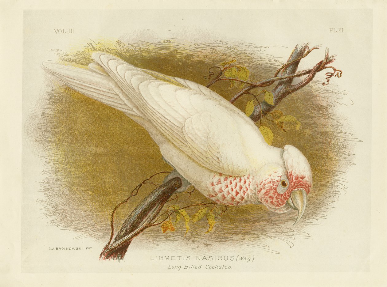 लॉन्ग-बिल्ड कॉकटू, 1891 द्वारा ग्रेसियस ब्रोइनोवस्की