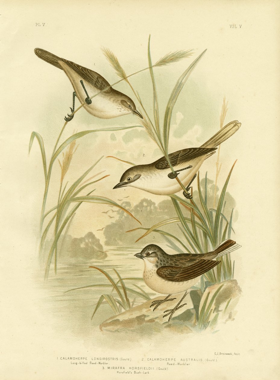 लॉन्ग-बिल्ड रीड-वार्बलर, 1891 द्वारा ग्रेसियस ब्रोइनोवस्की