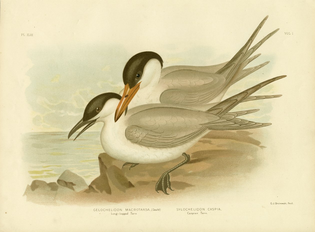 लॉन्ग-लेग्ड टर्न, 1891 द्वारा ग्रेसियस ब्रोइनोवस्की
