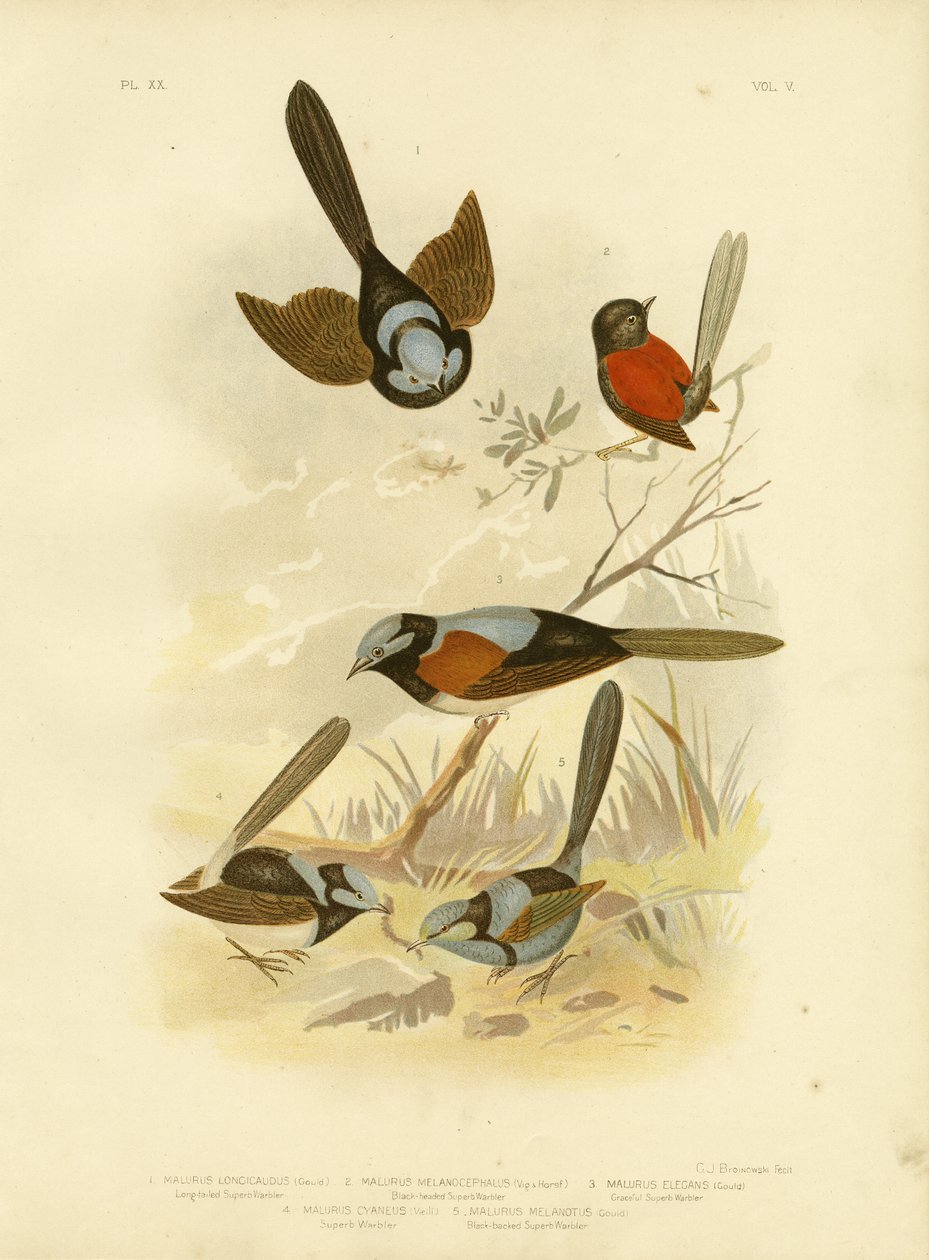 लॉन्ग-टेल्ड व्रेन, 1891 द्वारा ग्रेसियस ब्रोइनोवस्की