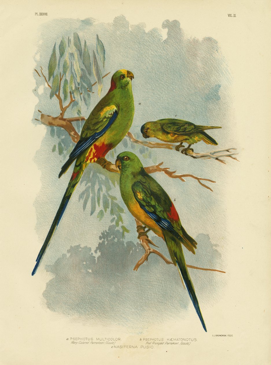 कई-रंगीन परेड, 1891 द्वारा ग्रेसियस ब्रोइनोवस्की