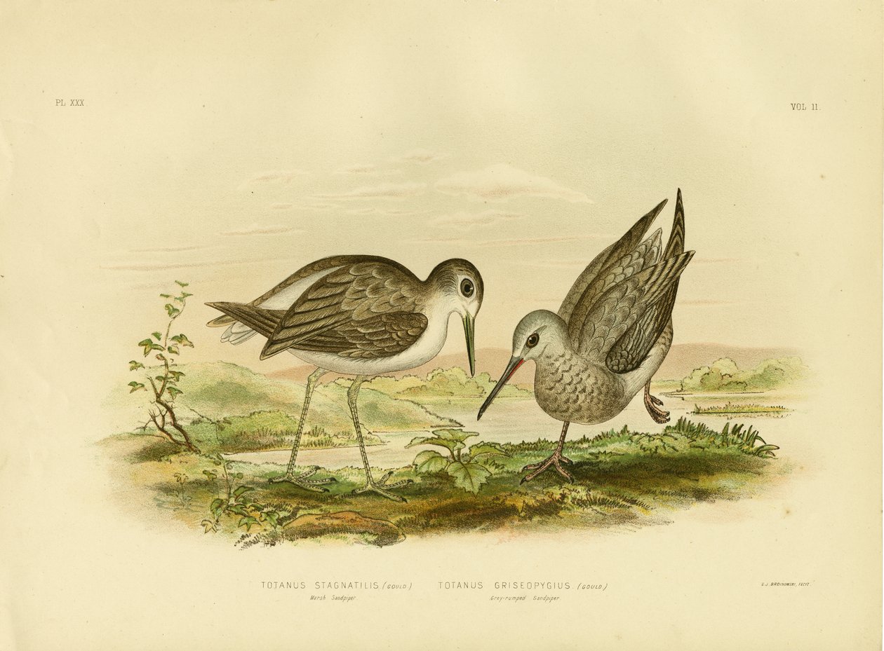 मार्श सैंडपाइपर, 1891 द्वारा ग्रेसियस ब्रोइनोवस्की