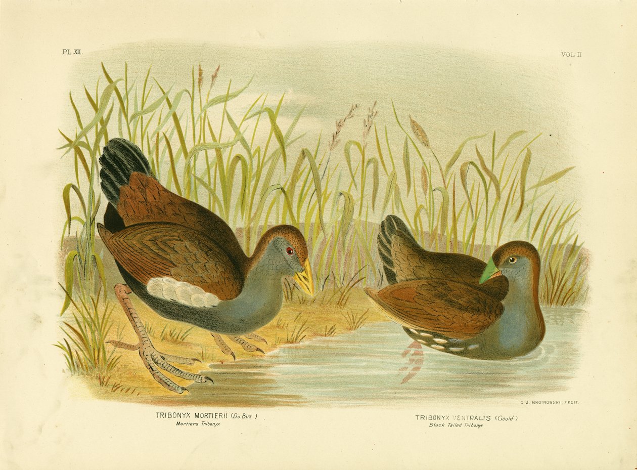 मोर्टियर्स ट्रिबोनीक्स या तस्मानियन नेटिवेन, 1891 द्वारा ग्रेसियस ब्रोइनोवस्की