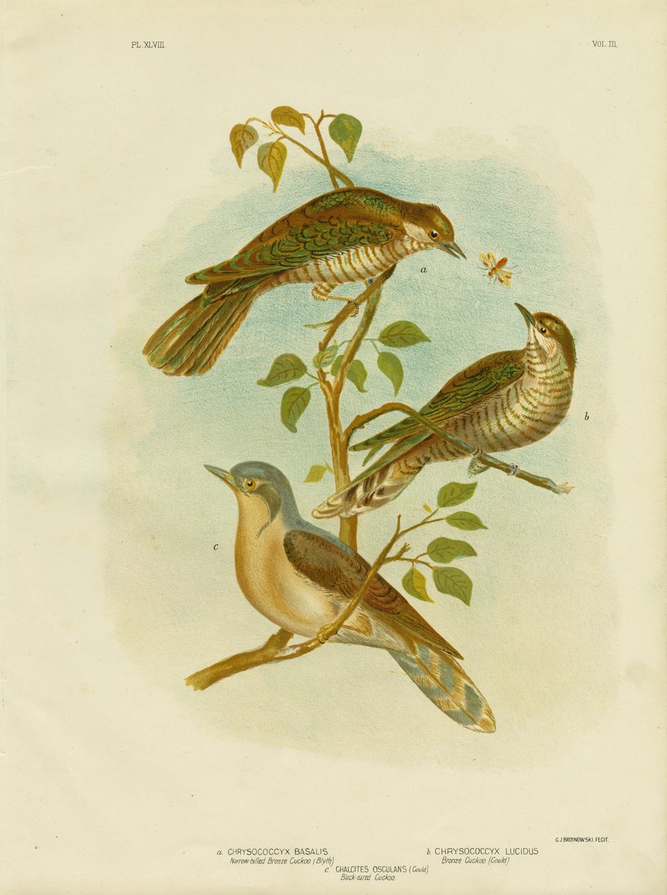 नैरो-बिल्ड कांस्य कोयल, 1891 द्वारा ग्रेसियस ब्रोइनोवस्की