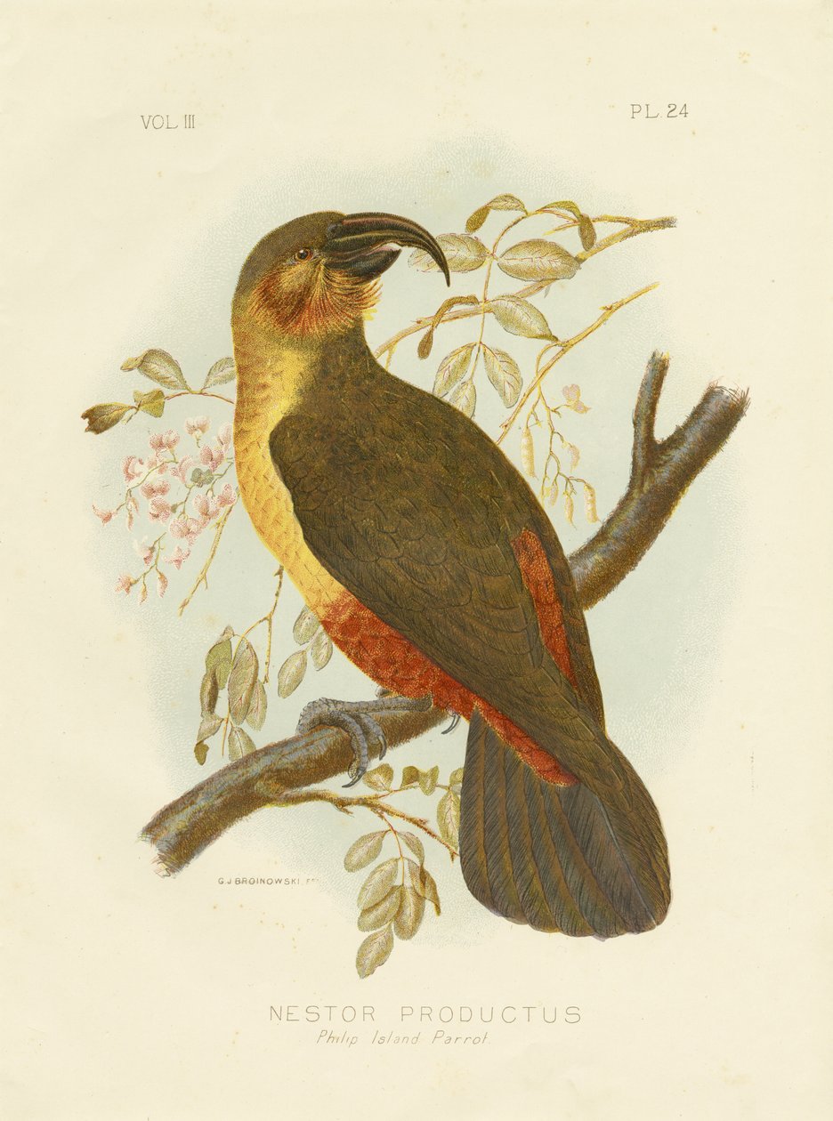 नोरफ़ोक काका, 1891 द्वारा ग्रेसियस ब्रोइनोवस्की