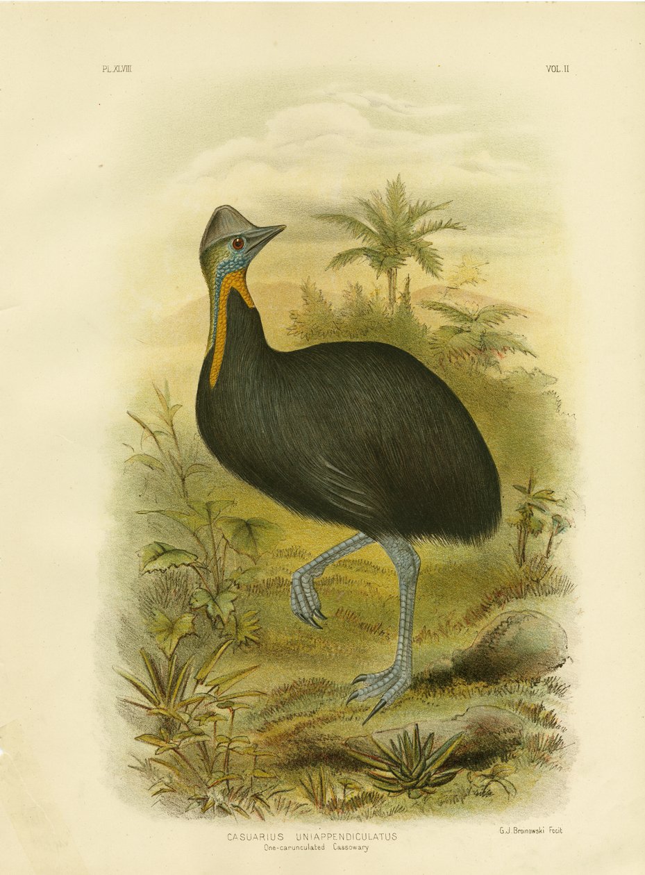 वन-वाट्सल्ड कैसोवरी, 1891 द्वारा ग्रेसियस ब्रोइनोवस्की
