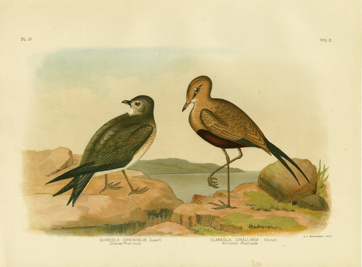 ओरिएंटल Pratincole या लघु Pratincole, 1891 द्वारा ग्रेसियस ब्रोइनोवस्की
