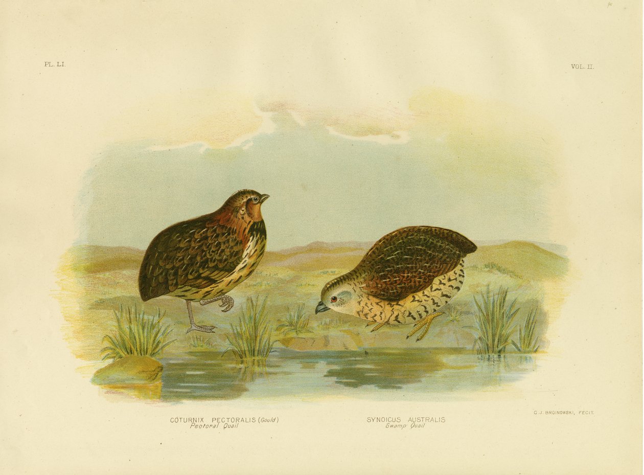 पेक्टोरल क्वेल, 1891 द्वारा ग्रेसियस ब्रोइनोवस्की