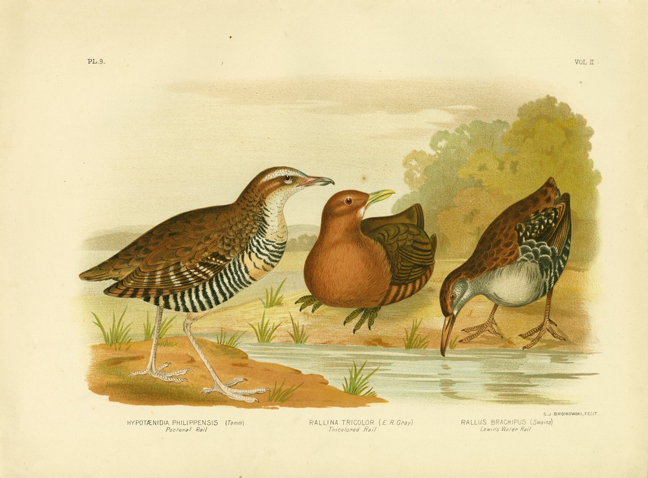 पेक्टोरल रेल, 1891 द्वारा ग्रेसियस ब्रोइनोवस्की