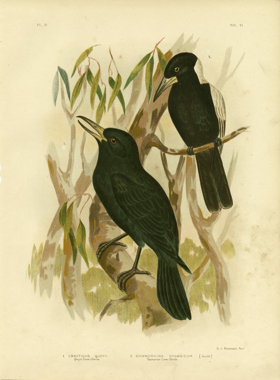 क्वाय&39;स क्रो-शके या ब्लैक बुचरबर्ड, 1891 द्वारा ग्रेसियस ब्रोइनोवस्की