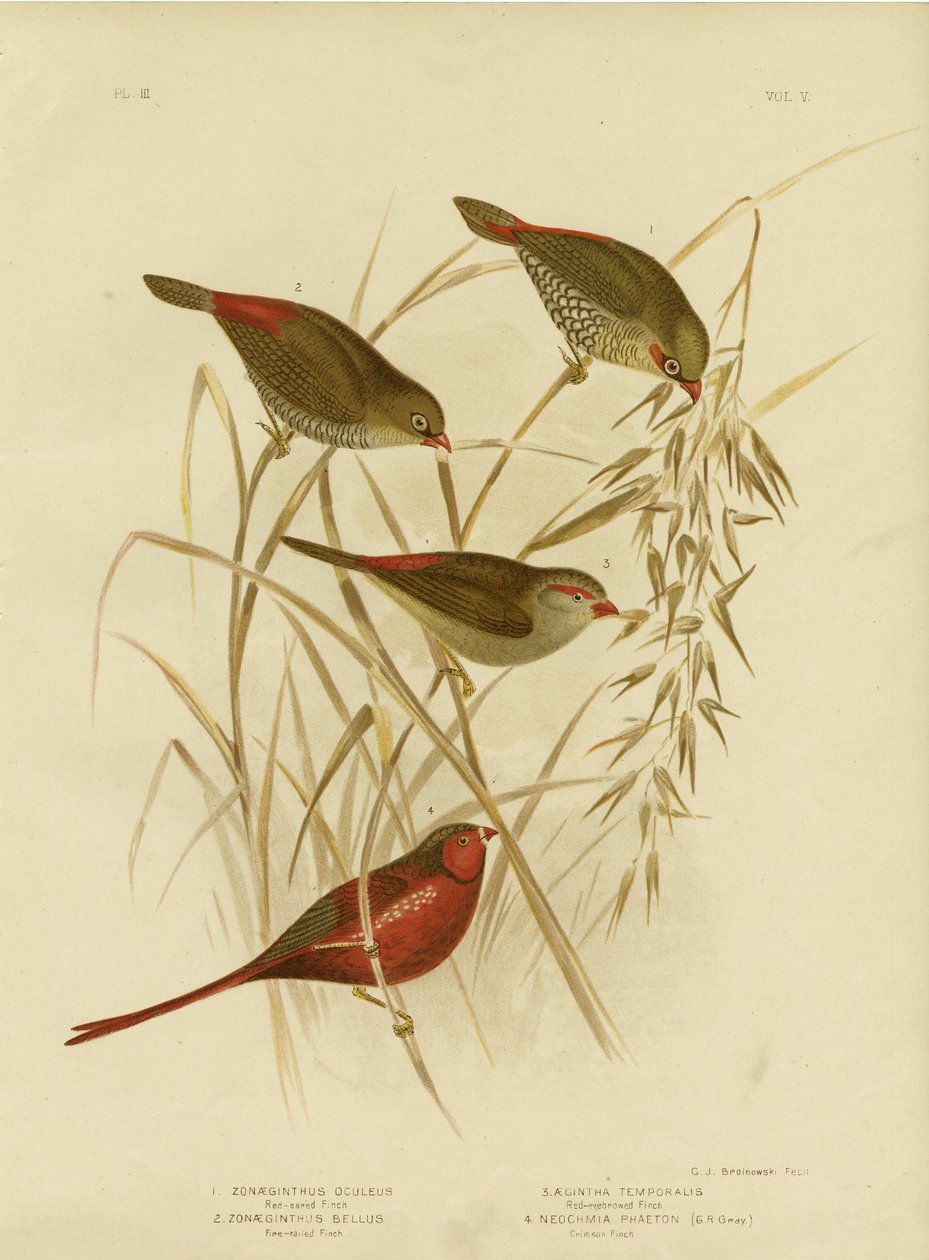 रेड-इर्ड फिंच, 1891 द्वारा ग्रेसियस ब्रोइनोवस्की