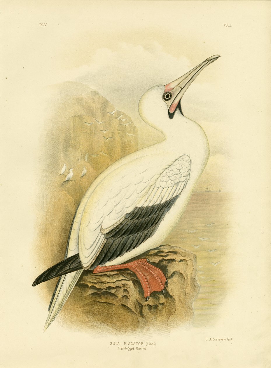 रेड-लेग्ड गनेट, 1891 द्वारा ग्रेसियस ब्रोइनोवस्की