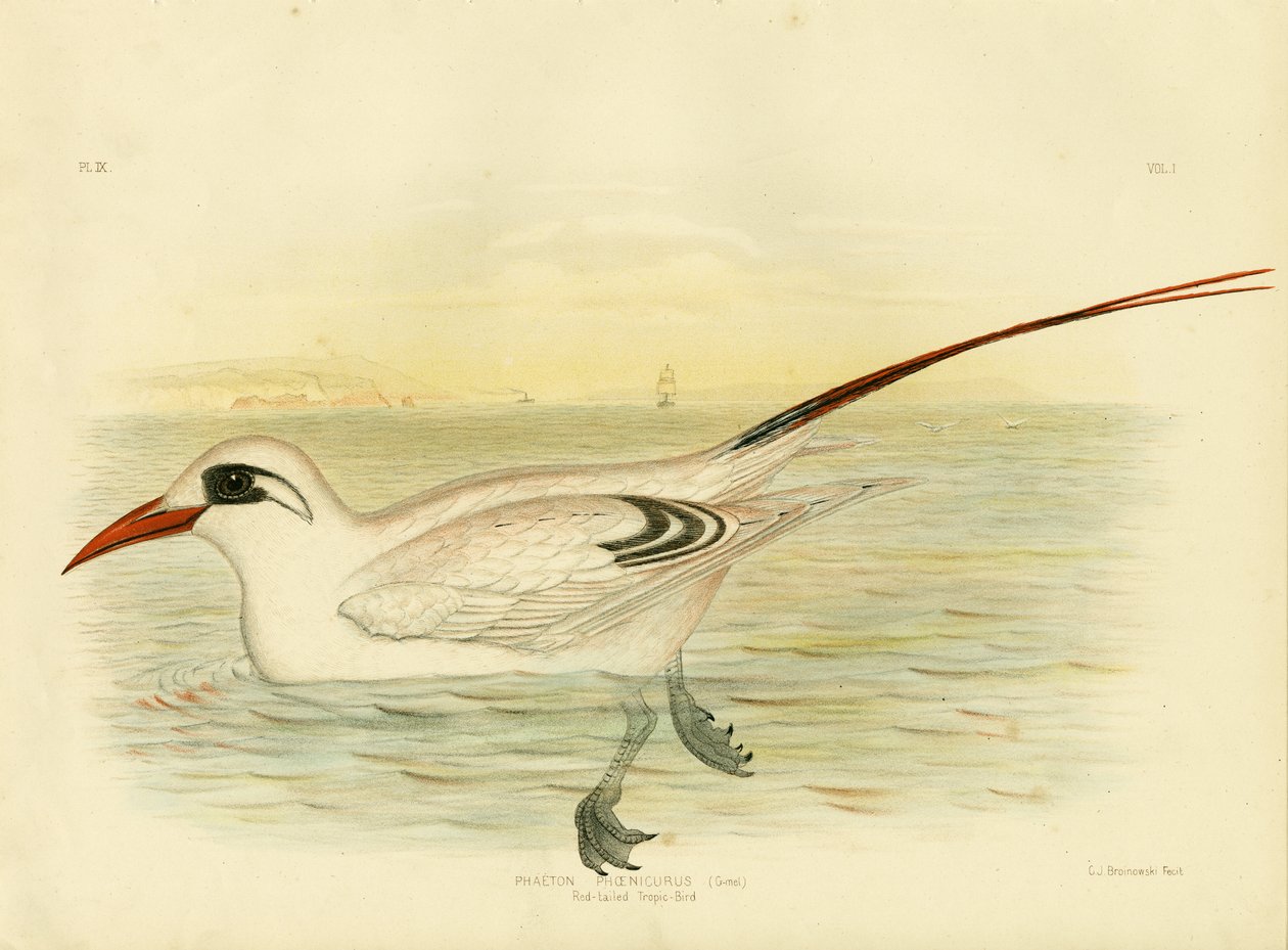 रेड-टेल्ड ट्रोपिकबर्ड, 1891 द्वारा ग्रेसियस ब्रोइनोवस्की