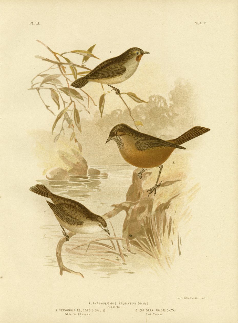 रेडथ्रोट, 1891 द्वारा ग्रेसियस ब्रोइनोवस्की