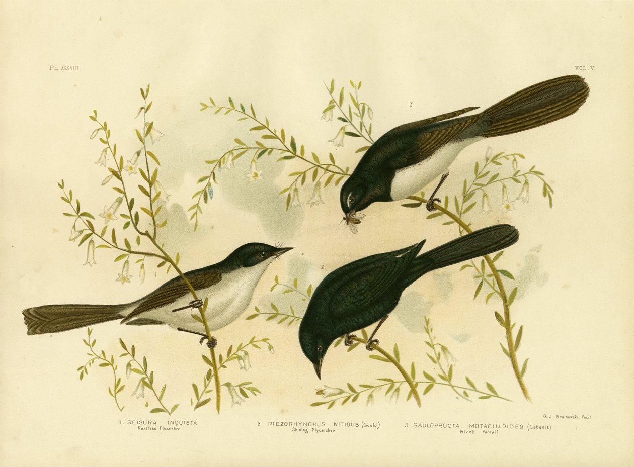 रेस्टलेस फ्लाईकैचर, 1891 द्वारा ग्रेसियस ब्रोइनोवस्की