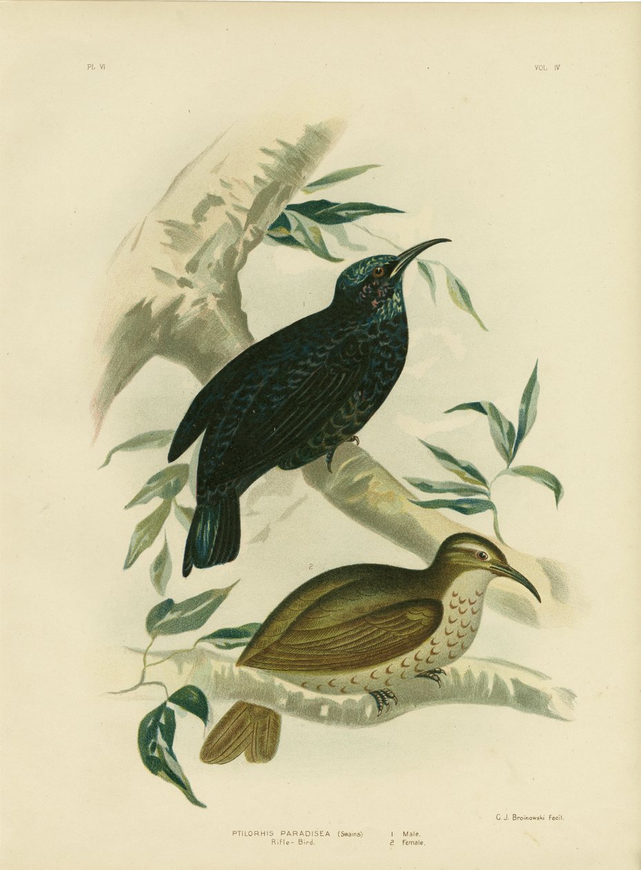 राइफल-बर्ड, 1891 द्वारा ग्रेसियस ब्रोइनोवस्की